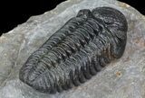 Pedinopariops Trilobite - Nice Preparation #66339-1